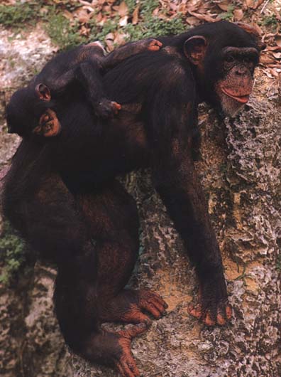 photograph of a chimpanzee and young baby