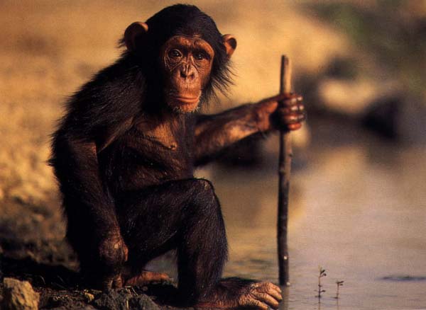 photograph of a chimpanzee by the water